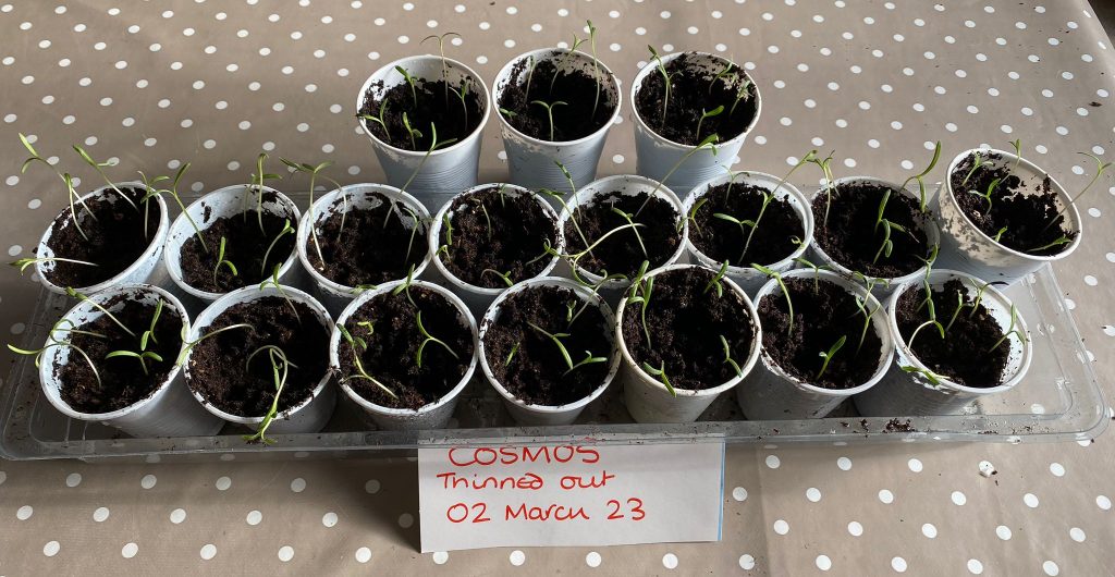 Repotted cosmos seedlings