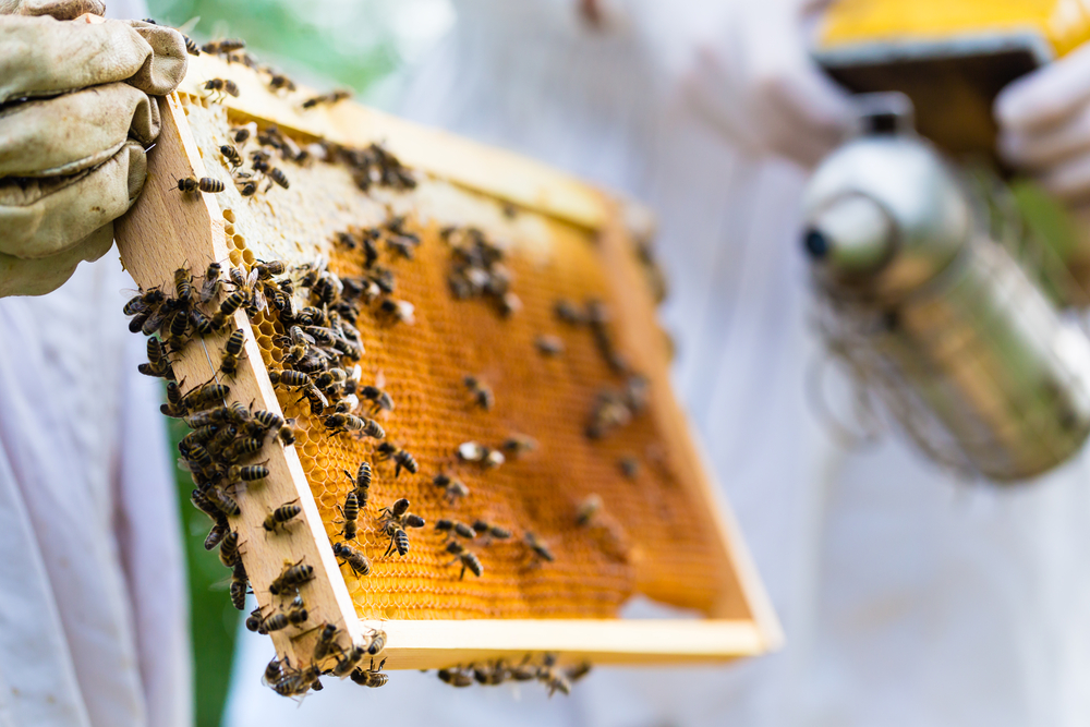 Beekeeper with smoke